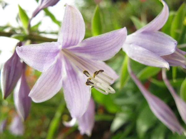 Planta verde, flor de lilás — Fotografia de Stock