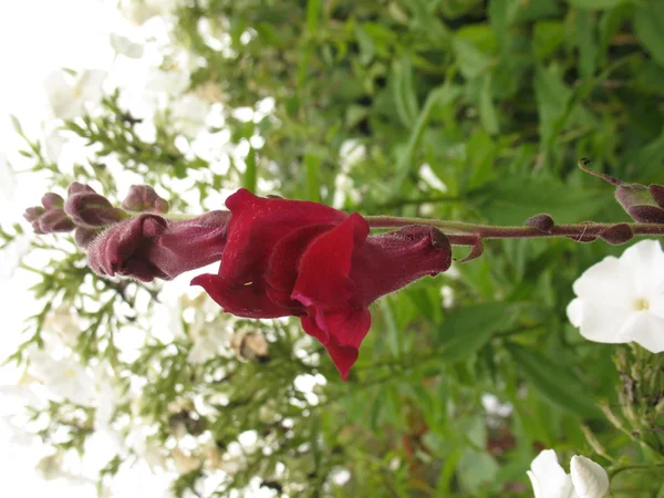 빨간 꽃들 — 스톡 사진