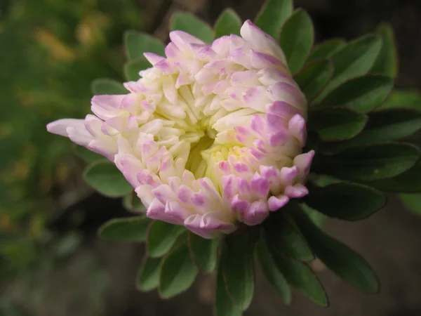 Planta verde, flor de rosa — Foto de Stock