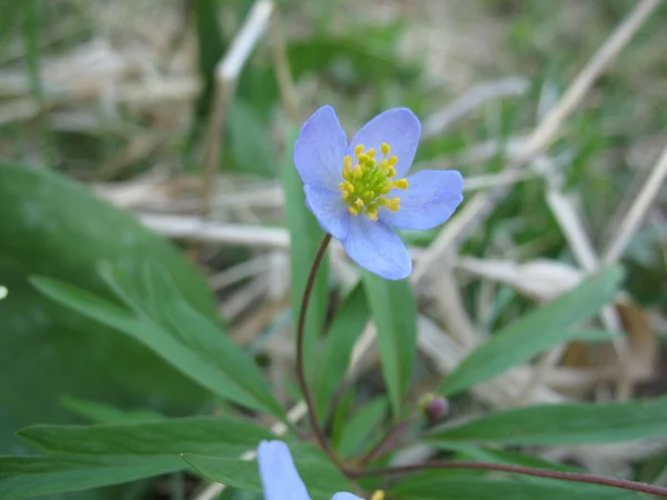 Zelených rostlin, modrý květ — Stock fotografie