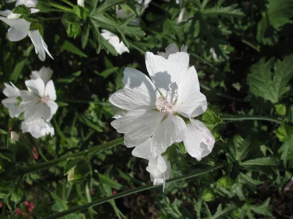 Green plant, white blossom — Stock Photo, Image