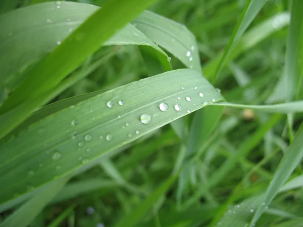 Zielonych roślin po deszczu — Zdjęcie stockowe