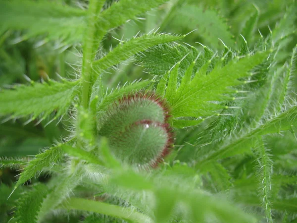 Zöld gerinc növény — Stock Fotó