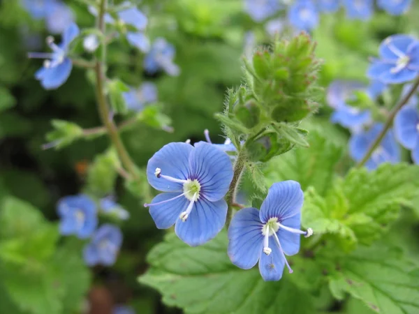 stock image Green plant, blue blossom