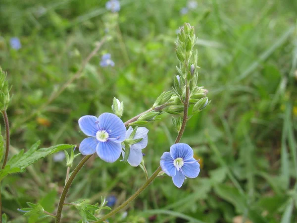 Planta verde, flor azul — Fotografia de Stock