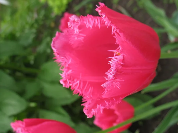 Stock image Green plant, rose blossom