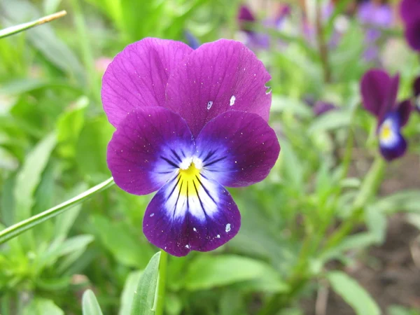 Blommor av pansy — Stockfoto