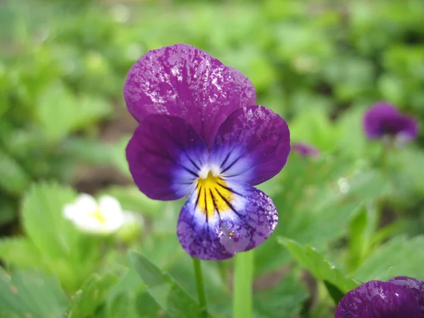 Grön växt, blå blomma — Stockfoto