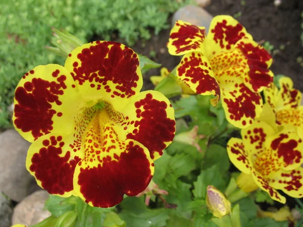 緑の植物、黄色い花 — ストック写真
