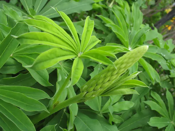 stock image Green plant