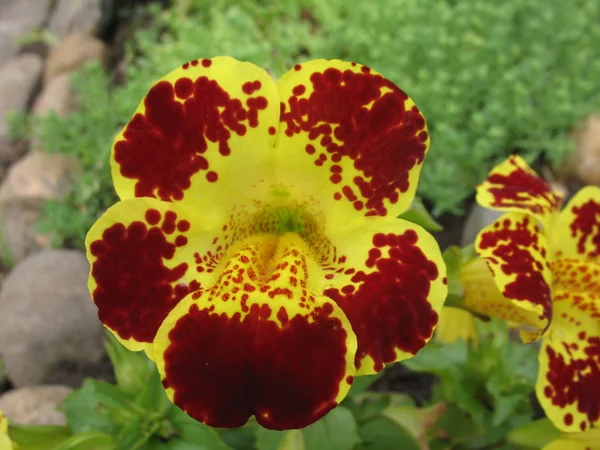 緑の植物、赤黄色の花aassorted κόκκινο γυάλινες χάντρες σε λευκό — ストック写真