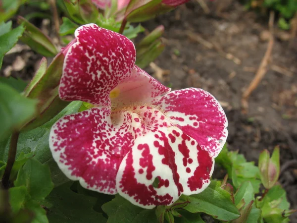 Green plant, rose blossom — Stock Photo, Image