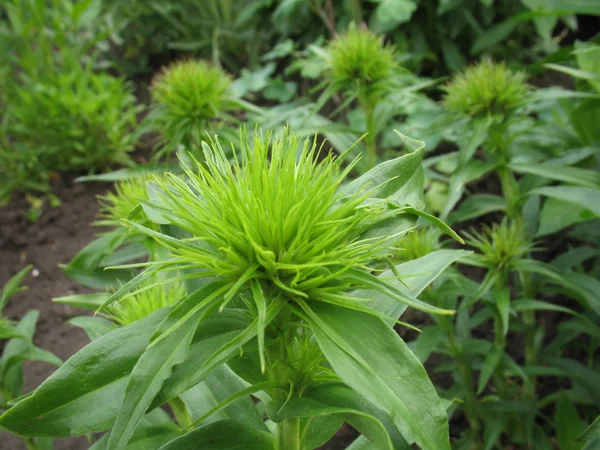 Grüne Stachelpflanze — Stockfoto