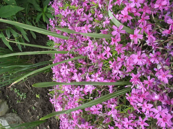 Pianta verde, fiori di lilla — Foto Stock