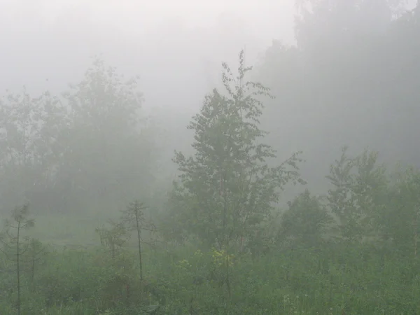 Stock image Mist forest