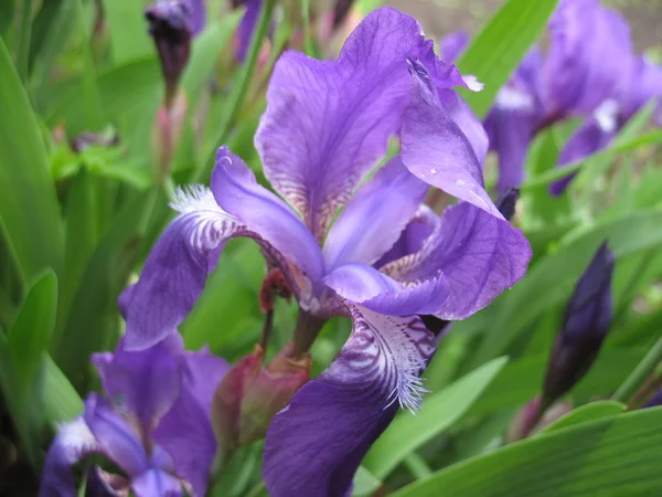 Πράσινο φυτό, μπλε λουλούδια — Φωτογραφία Αρχείου