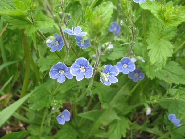 Zelených rostlin, modrý květ — Stock fotografie