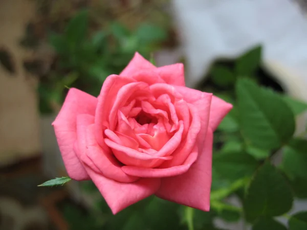 Grüne Pflanze, Rosenblüte — Stockfoto