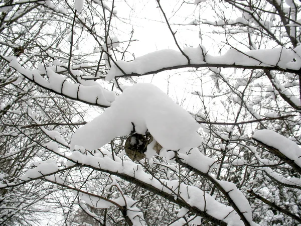 Sníh porostlých větví — Stock fotografie