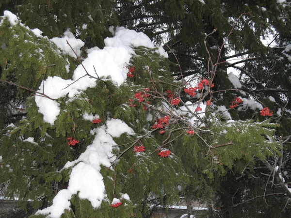 Schnee, Bäume, Beeren — Stockfoto