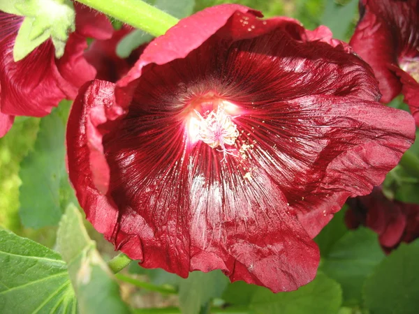 Зелена рослина, червоне цвітіння — стокове фото