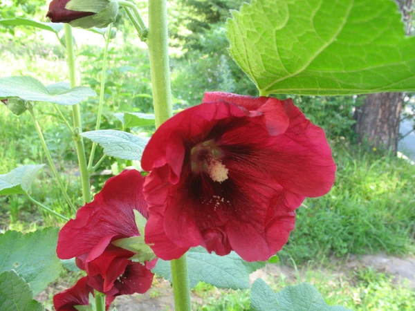 Зелена рослина, червоне цвітіння — стокове фото