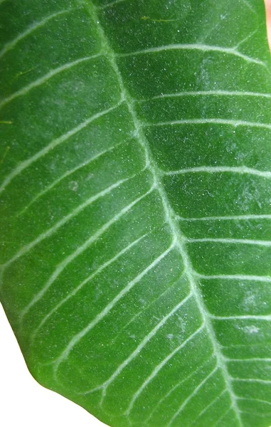 stock image Green leaf