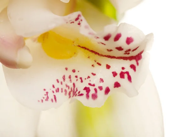 Yellow Orchid closeup — Stock Photo, Image