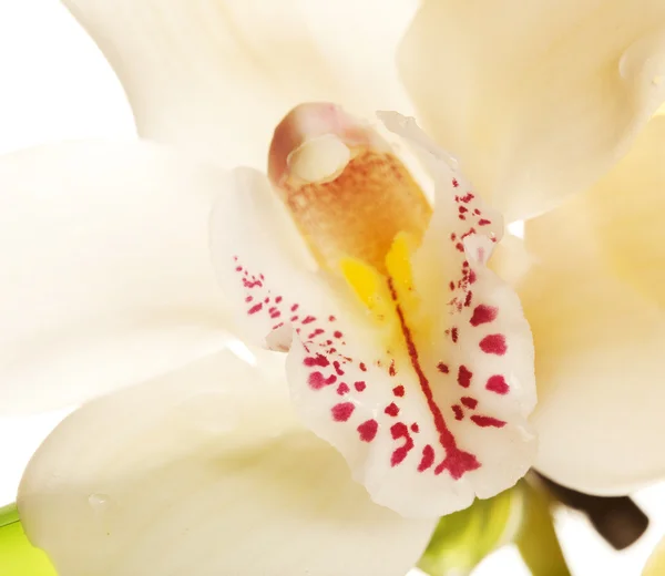Yellow Orchid closeup — Stock Photo, Image