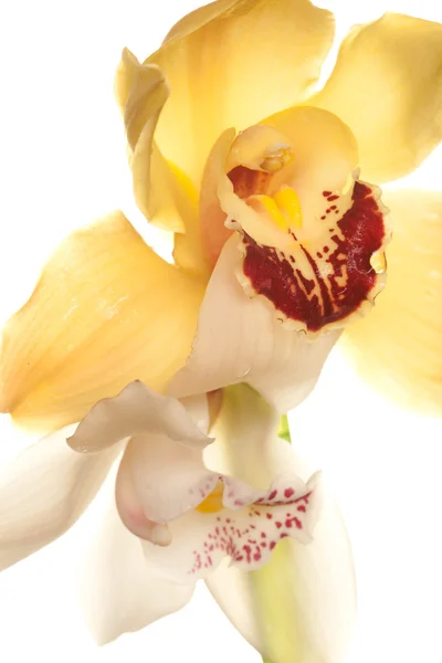 Fecho amarelo da orquídea — Fotografia de Stock