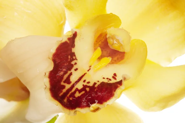 Sarı orkide portre — Stok fotoğraf