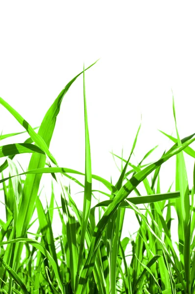 Трава, ізольовані — стокове фото