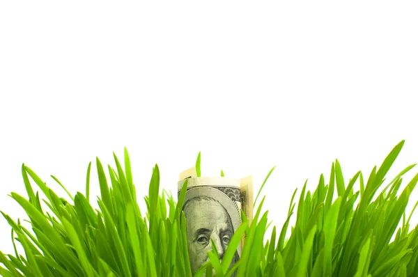 Доллары в траве изолированы на белом — стоковое фото