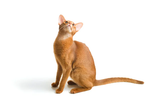 Abyssinian cat — Stock Photo, Image