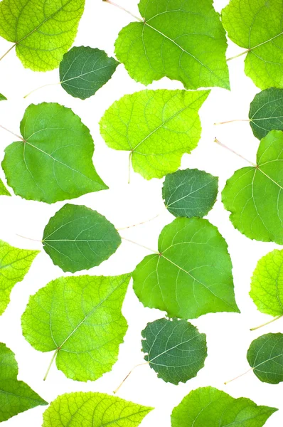 고립 된 나뭇잎 — 스톡 사진