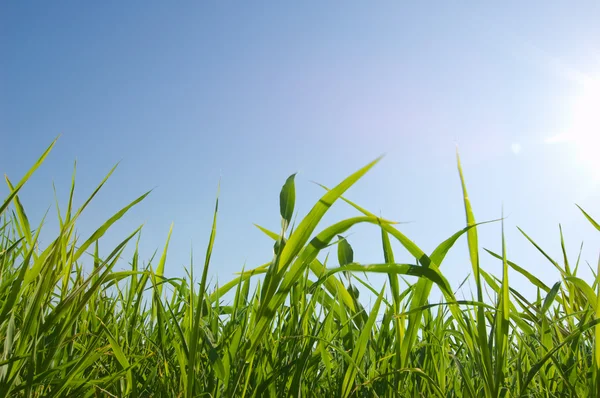 Grass and sky Stock Image