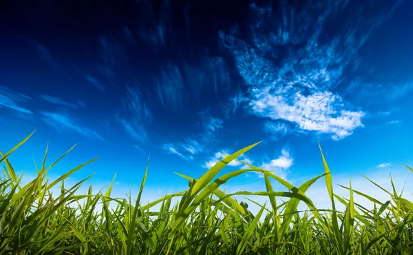 Bewolkte hemel en gras — Stockfoto