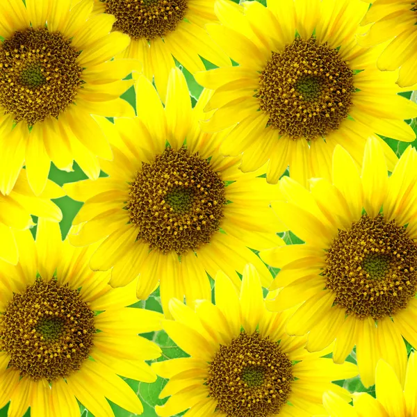 Bunga matahari — Stok Foto