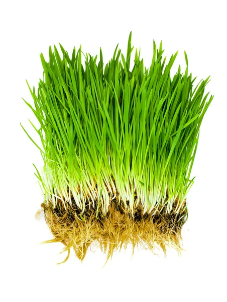 Gräs isolerad — Stockfoto