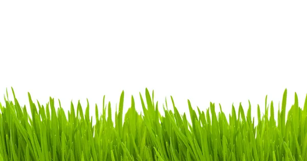 Трава, ізольовані — стокове фото