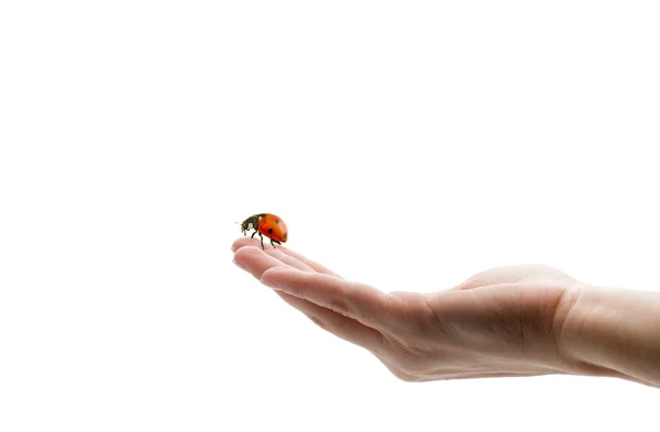 Ladybird on hand — Stock Photo, Image