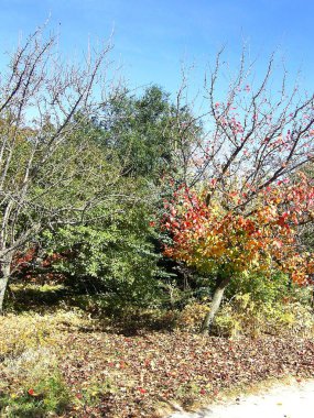 sonbahar Park.