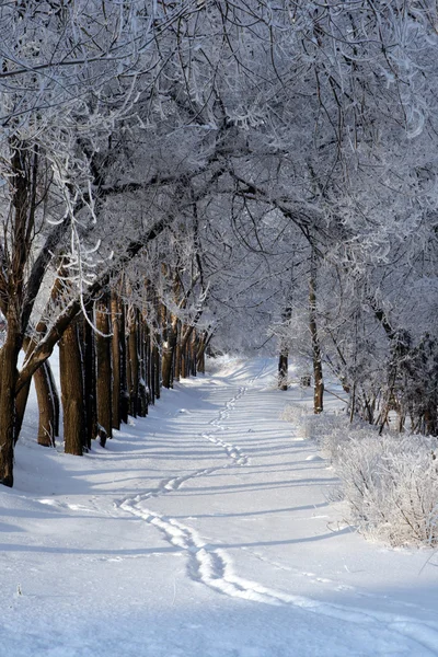 A téli kerti ösvény. Stock Kép