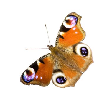 Isolated emperor moth clipart