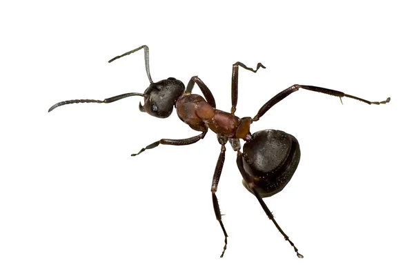 Mrówka leśna — Zdjęcie stockowe