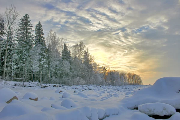 겨울 자작나무 숲 — 스톡 사진