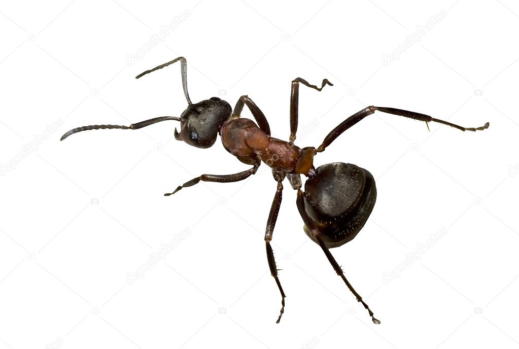Forest ant