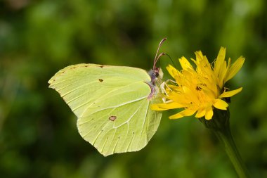 Brimstone butterfly clipart