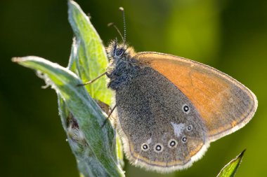 Glycerion butterfly and sunlight clipart