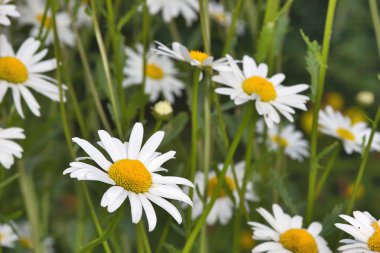 White chamomile flowers clipart